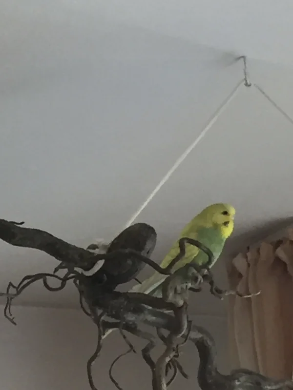 Wellensittich-Bild: Unsere kleine Dori hat sich auf den höchsten Ast getraut und hat von dort einen guten Überblick über ihr neues Flugrevier.