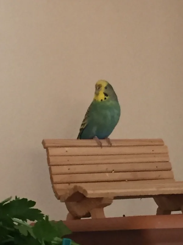 Wellensittich-Bild: Na, wo sind denn die anderen alle? Naja, ich bleib hier einfach mal sitzen, irgendwann kommt sicher jemand vorbei.