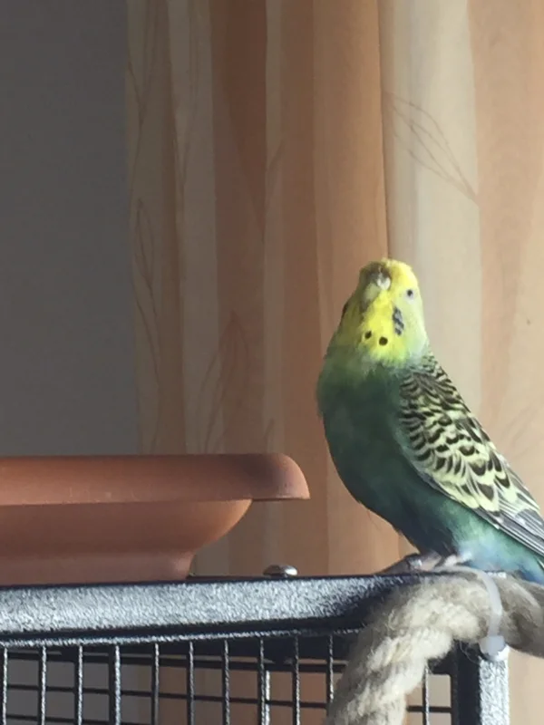 Wellensittich-Bild: Hier die Clanchefin Inge. Sie hat alles unter Kontrolle. Die Korkröhren, die Näpfe, die Schlafplätze und auch die Hähne- einfach alles. Chefin halt :-)
Aber nur einer darf sie füttern: ihr Herzblatt Anton 
