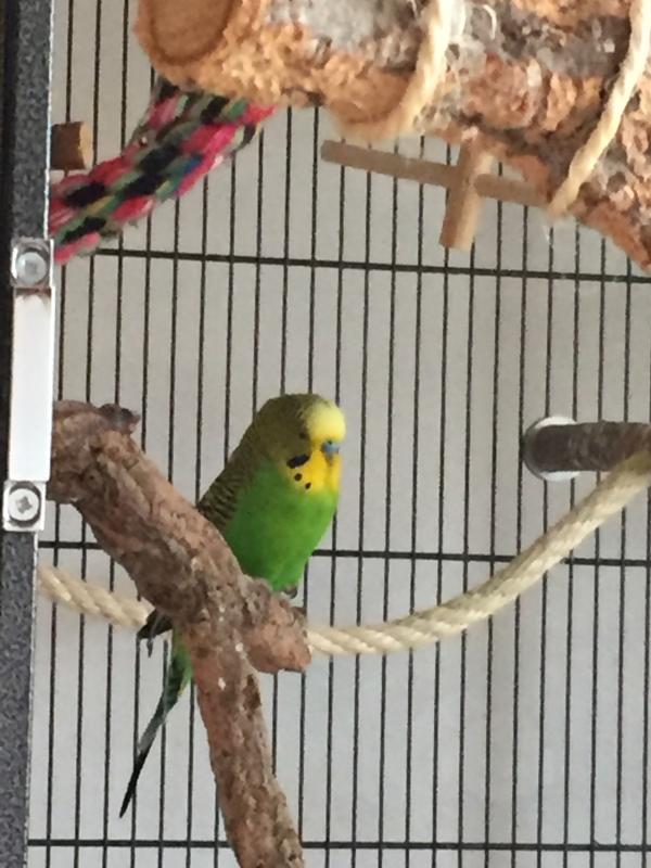 Giacomo