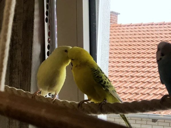 Wellensittich-Bild: Die beiden Knutschkugeln vergessen alles um sich herum. Muss Welli-Liebe schön sein!!!  :-)