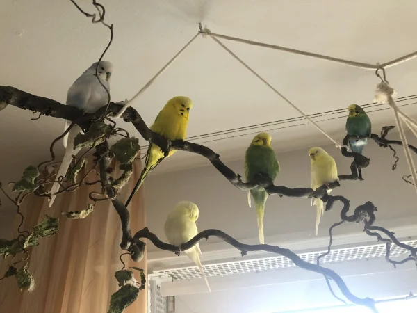 Wellensittich-Bild: Ein gemeinsames Mittagsschläfchen kann ja auch mal ganz schön sein - meint jedenfalls ein Teil der Crew. Der andere Teil ist am rumflitzen ;-)