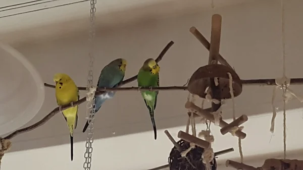 Wellensittich-Bild: Hier sitzen Sunny, Inge und Giacomo auf ihrem Spielplatz am Fenster, während die Fell unter ihnen am Tisch arbeitet. Giacomo guckt und denkt sich: was mach die da mit dem schwarzen Kasten???