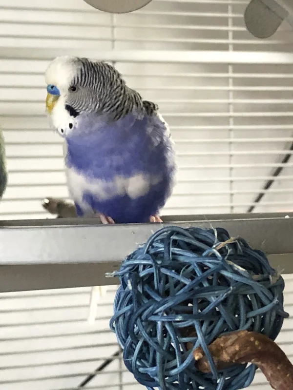 Wellensittich-Bild: Servus kleiner Mann! Sei herzlich Willkommen bei uns!
Nach ein paar Tagen bei der Mannemer Crew fühlt er sich schon sichtlich wohl. Zusammen mit seiner Süßen, der Elke, hat er schon das Vogelzimmer erkundet und sich alles ganz genau angeschaut. Vor allem der Pool hat es ihm angetan. :-)