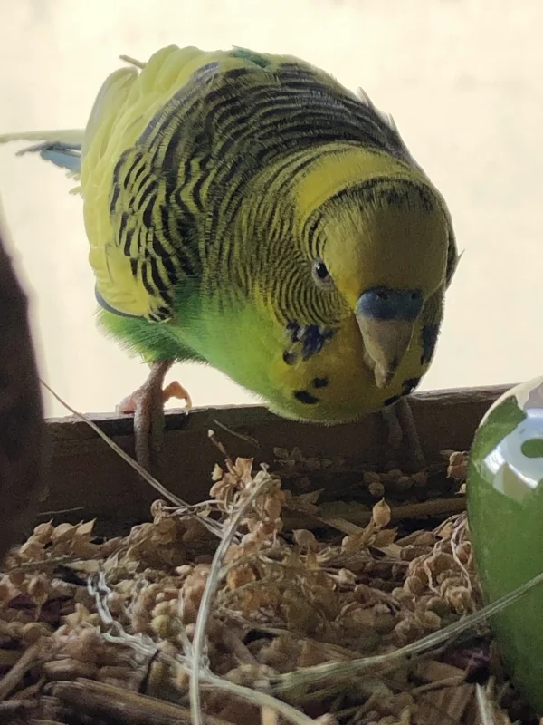 Wellensittich-Bild: Jakob war ein großer Hirse-Fan! Er war immer ganz schnell bei den Körnchen, wenn es welche gab und hat es sich ausgiebig schmecken lassen. Komm gut über die Regenbogenbrücke, kleiner Schatz.