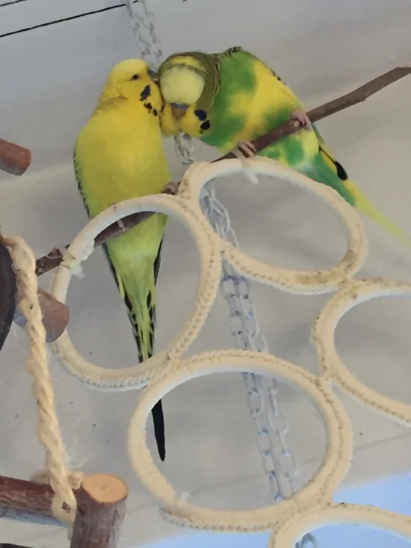 Wellensittich-Bild: Sunny und Michi.-)