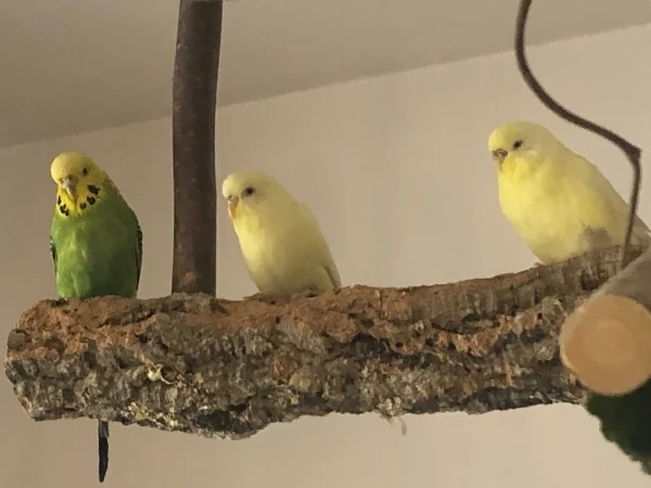 Wellensittich-Bild: gucken was unten so los ist. Maria, Stella und Flocke haben alles im Blick :-)