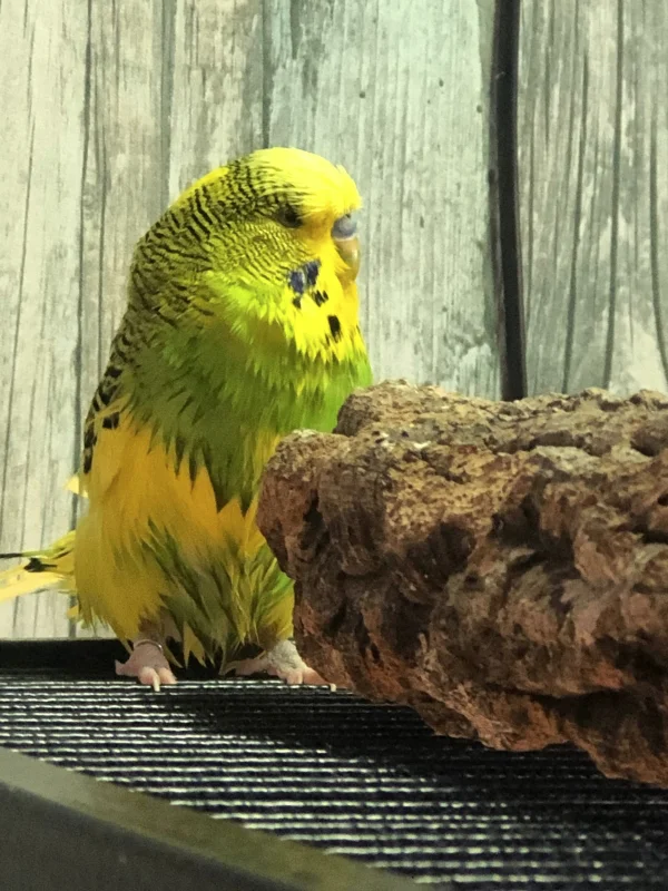 Wellensittich-Bild: Mein Fussgänger Michi liebt es zu baden. Er rennt dann immer wieder in die Badewanne und wieder raus - sehr lustig anzuschauen :-) 