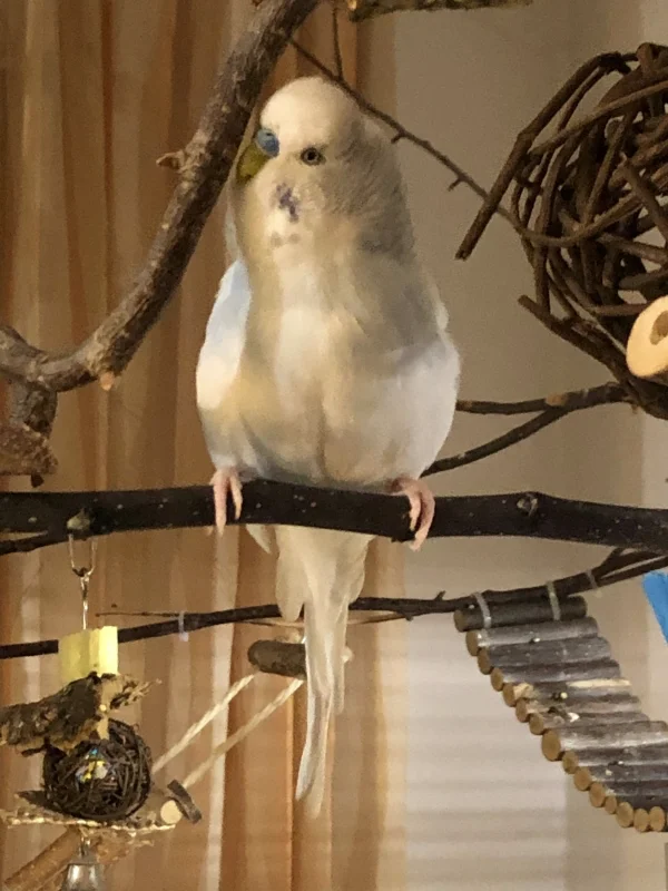 Wellensittich-Bild: wenn Henriette grad mal keine Zeit hat, wird auch mal heftig mit dem Stöckchen geflirtet. Selbst ist der Hahn! ;-)