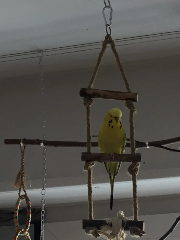 Wellensittich-Bild: Mein Sonnenschein! Hier mal ohne seinen Partner Michi. Ein echt seltener Anblick, da sie IMMER zusammen hängen ,-)