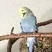 Lotti