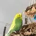Dori