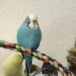 Kleine Lady ganz präsent 