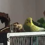 Ich bin Dori
