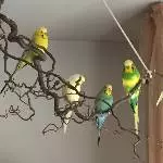 Gemischtes Quintett