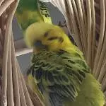 Sunny im Putzwahn