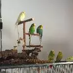 Fünf auf einen Streich ,-)