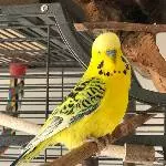 Sunny mein Strahlemann 