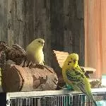 Familie Sonnenschein - Flocke und Sunny