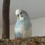 Olli, der Süße