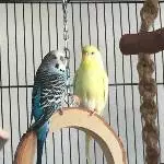 Krümmel und Flocke