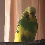 Gigolo Michi