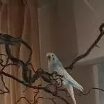 Ein Traum in blau/weiß