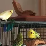 Flocke, Giacomo und Sunny beim spielen