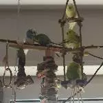 Kuscheltet