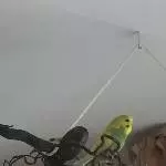 Kleine Maus ganz oben