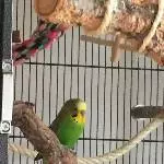 Adieu kleiner Giacomo