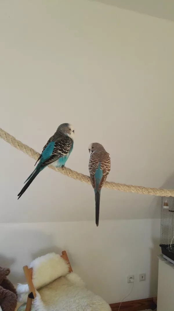 Wellensittich-Bild: Momentaner Lieblingsplatz der Beiden - mitten im Zimmer.