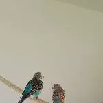 Siesta bei Budgie und Cito
