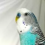 Budgie wird Model