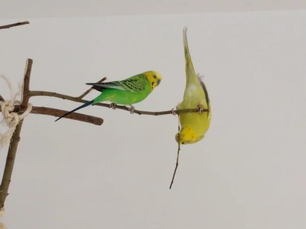 Wellensittich-Bild: Luke (grün) und Fawkes im Wellibaum