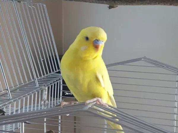 Wellensittich-Bild: Kiki macht eine kleine Flugpause!