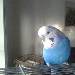 Archiemedes