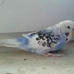 Nano jpg