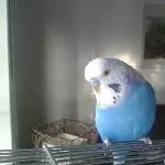 Archiemedes