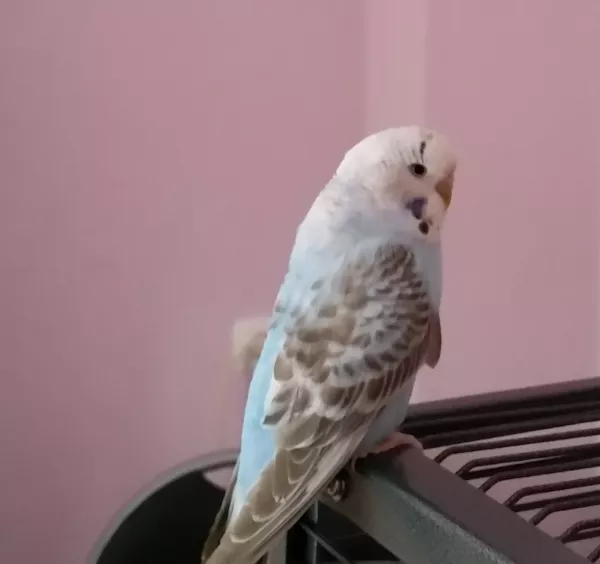 Wellensittich-Bild: Kiki auf dem Käfig