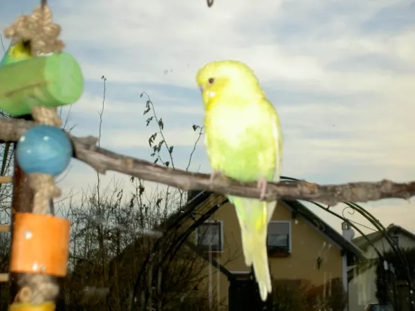 Wellensittich-Bild: Das ist das neue Mädele, Zinni, das mein Jungenteam verstärkt.