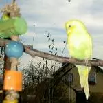 Zinni, neues Mädele