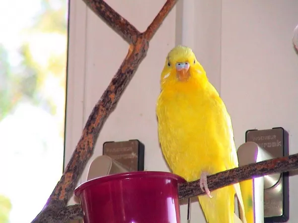 Wellensittich-Bild: Das ist Billy, 10 Jahre, leider verwitwet