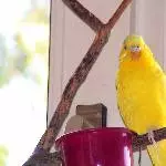 Billy im Baum