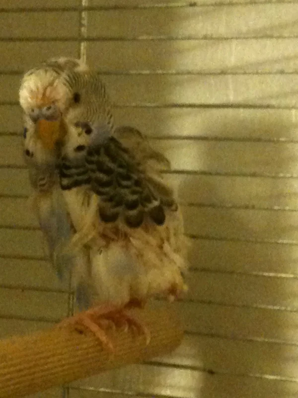 Wellensittich-Bild: Kleiner Spatz, als er noch Federn hatte und ganz frisch zu uns gekommen ist.
