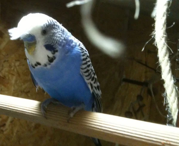 Wellensittich-Bild: als jedoch seine Frau das gesehen hat musste der Kopf-Schmuck gleich wieder entfernt werden..