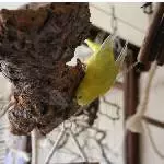 Tweety kopfüber in Action