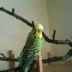 Unser Neuer