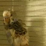 Kleiner Spatz ganz groß