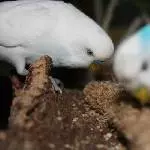 Hungrig auf Hirse